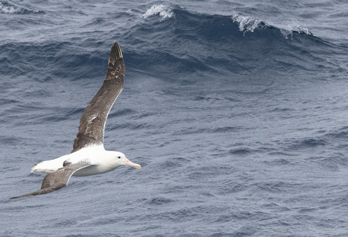 Wandering albatross, South Georgia, Antarctica, Jocelyn Pride