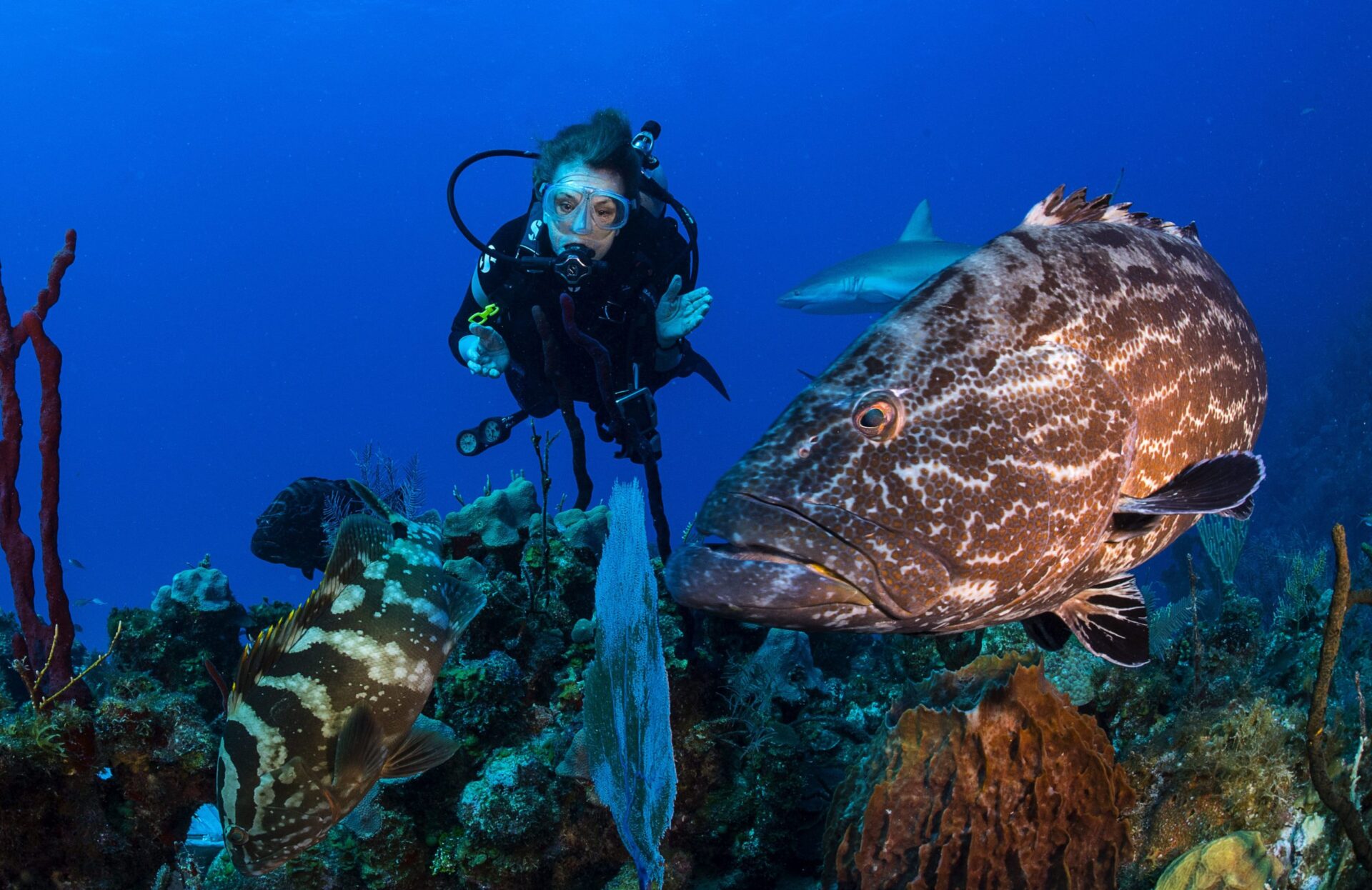 Sylvia Earle diving; Michael Aw (Compressed)