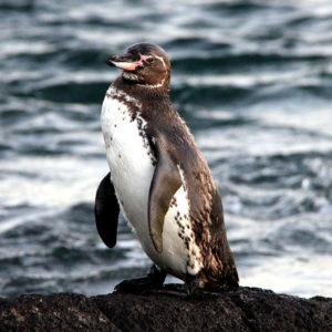 Galapagos penguin