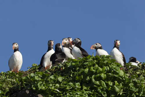 Atlantic-Puffins